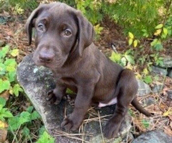 Medium Photo #7  Breeder Profile in GARNER, NC, USA