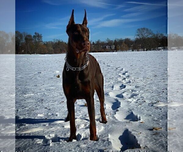 Medium Photo #30  Breeder Profile in FORT LAUDERDALE, FL, USA