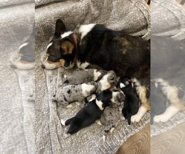 Medium Photo #1  Breeder Profile in NARVON, PA, USA