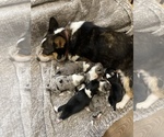 Small breeder photo