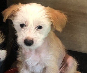 Chinese Crested Dog Breeder near EUGENE, OR, USA