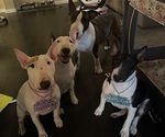Small breeder photo