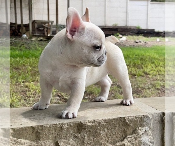Medium Photo #2  Breeder Profile in SAN ANTONIO, TX, USA