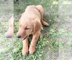 Small #17 Breeder Profile image
