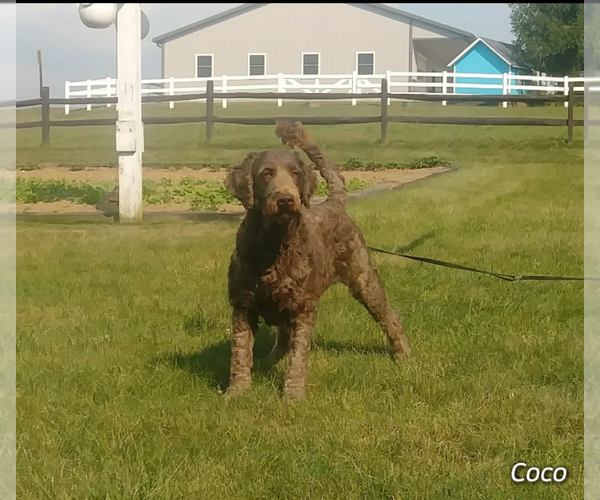 Medium Photo #2  Breeder Profile in MILLERSBURG, OH, USA