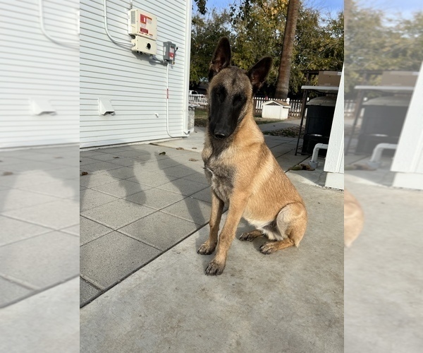 Medium Photo #3  Breeder Profile in WILLIAMS, CA, USA