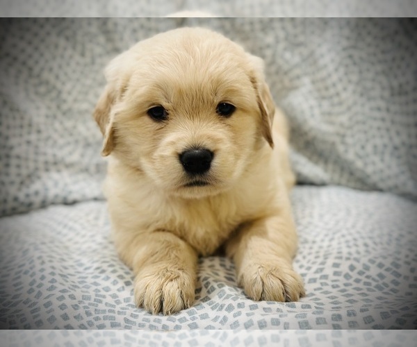 Medium Photo #7  Breeder Profile in SPRING VALLEY, NY, USA