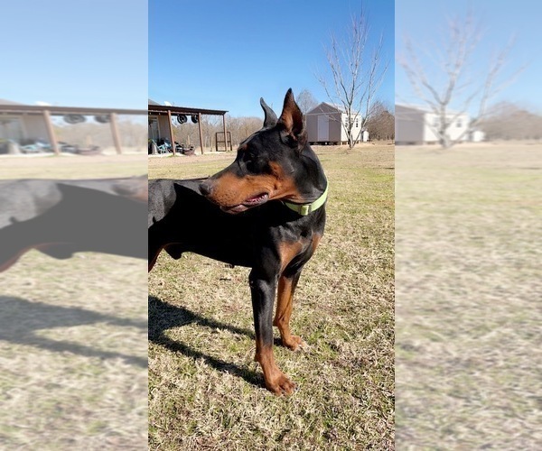 Medium Photo #1  Breeder Profile in CORRIGAN, TX, USA