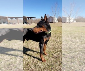 Doberman Pinscher Dog Breeder near CORRIGAN, TX, USA
