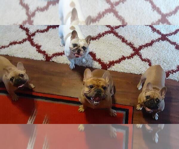 Medium Photo #1  Breeder Profile in MARION, IL, USA