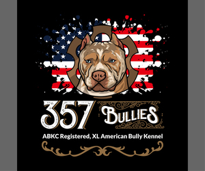 American Bully Dog Breeder near ELLIJAY, GA, USA
