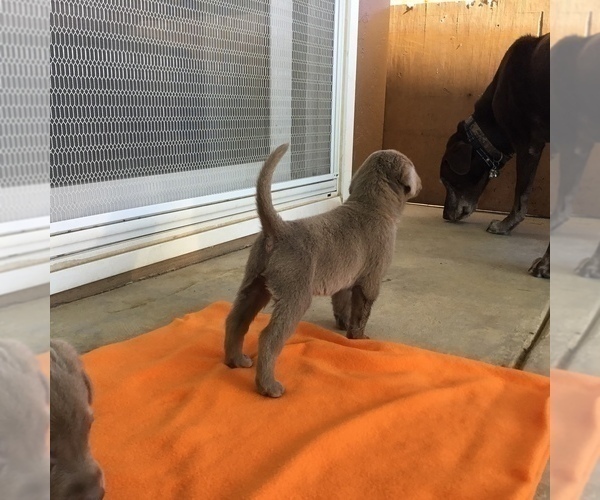 Medium Photo #17  Breeder Profile in WARNER SPRINGS, CA, USA