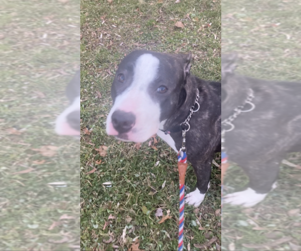 Medium Photo #1  Breeder Profile in HARTFORD, CT, USA