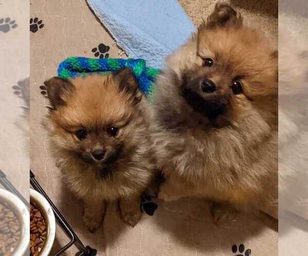 Medium Photo #1  Breeder Profile in DANIELSVILLE, GA, USA