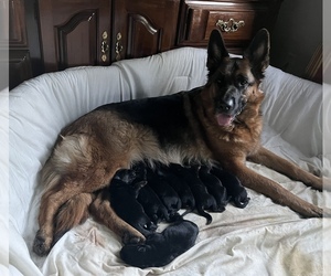 German Shepherd Dog Dog Breeder near LEBANON JUNCTION, KY, USA