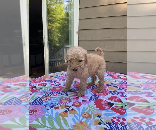 Medium Photo #6  Breeder Profile in DOUGLASVILLE, GA, USA