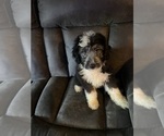 Small breeder photo