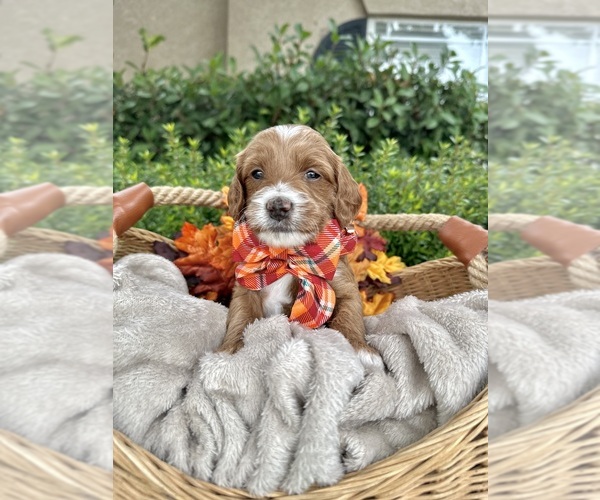 Medium Photo #13  Breeder Profile in BAKERSFIELD, CA, USA