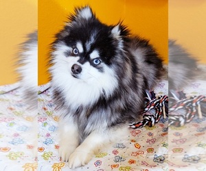 Pomsky Dog Breeder near PUNTA GORDA, FL, USA