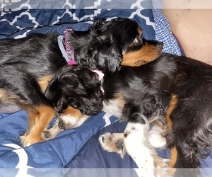 Cavalier King Charles Spaniel Dog Breeder near PAWTUCKET, RI, USA