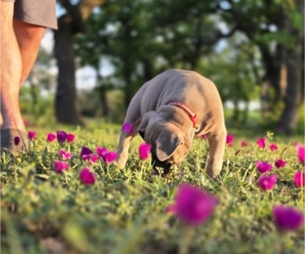 Medium Photo #23  Breeder Profile in BANGS, TX, USA