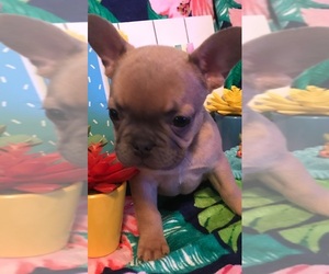 French Bulldog Dog Breeder near CORPUS CHRISTI, TX, USA