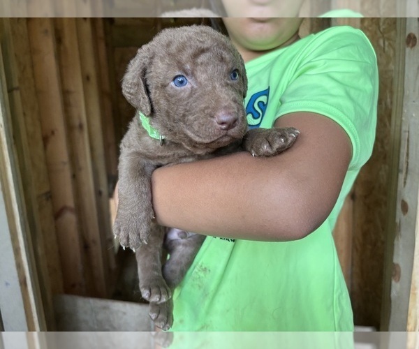 Medium Photo #7  Breeder Profile in COOKEVILLE, TN, USA