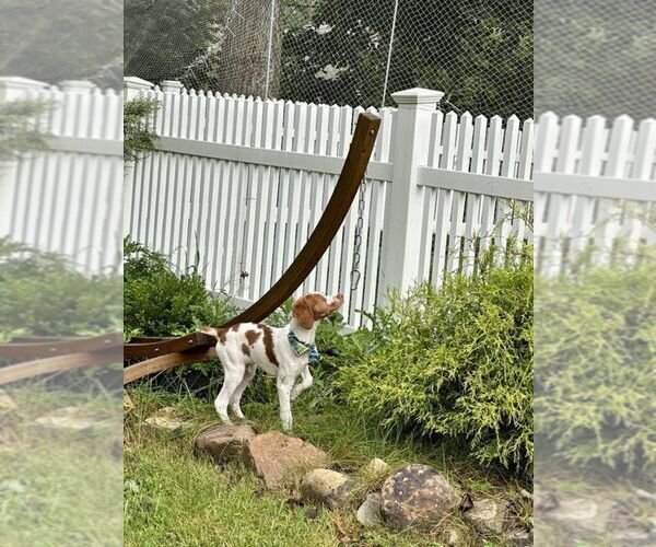 Medium Photo #24  Breeder Profile in HORTENSE, GA, USA