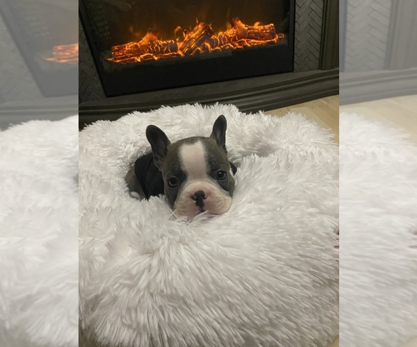 Medium Photo #1  Breeder Profile in SPRINGFIELD, MO, USA