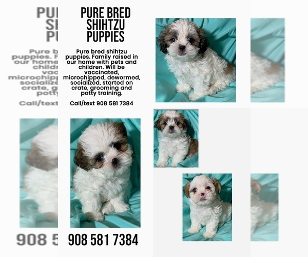 Medium Photo #2  Breeder Profile in HILLSBOROUGH, NJ, USA