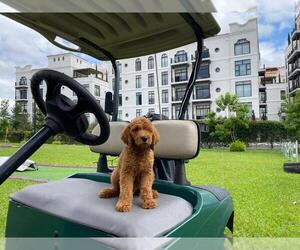 Goldendoodle Dog Breeder near BONITA, CA, USA