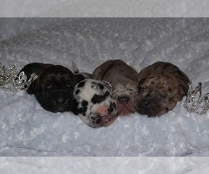 Main photo of Great Dane Dog Breeder near EAGLE MOUNTAIN, UT, USA