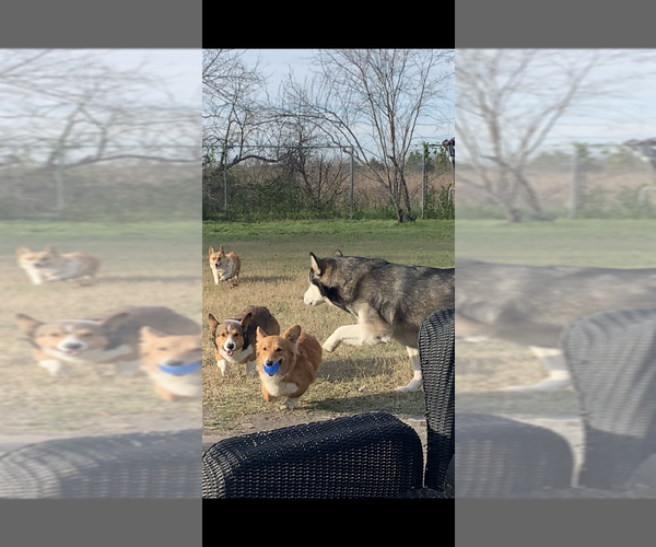 Medium Photo #30  Breeder Profile in MIDLOTHIAN, TX, USA