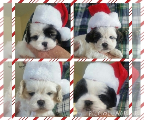 Medium Photo #1  Breeder Profile in Norwalk, CA, USA