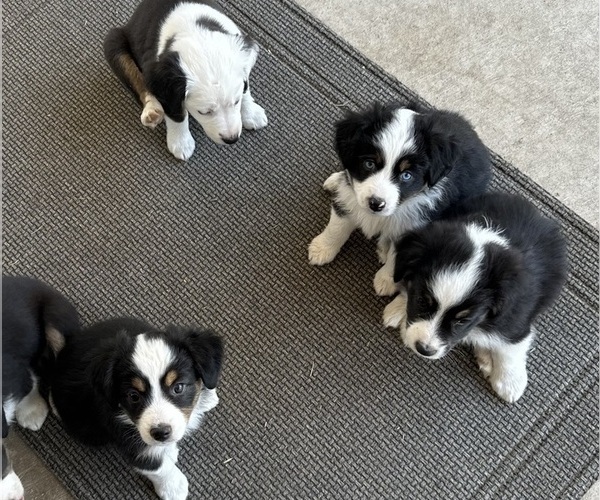 Medium Photo #1  Breeder Profile in KYLE, TX, USA