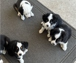 Small breeder photo