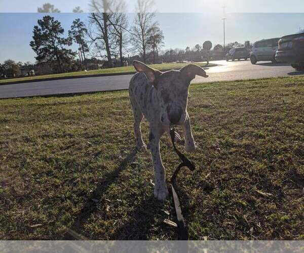 Medium Photo #1  Breeder Profile in HOUSTON, TX, USA