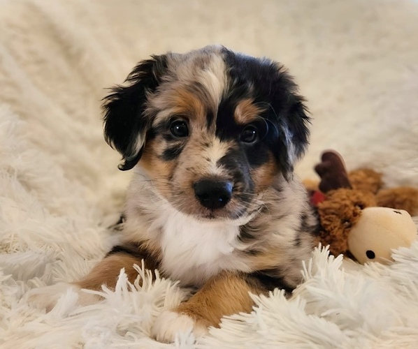 Medium Photo #1  Breeder Profile in CULPEPER, VA, USA