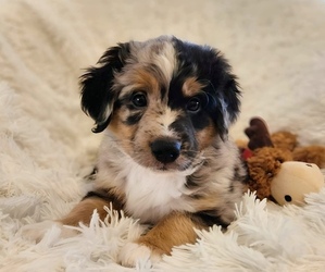 Miniature Bernedoodle Dog Breeder near CULPEPER, VA, USA