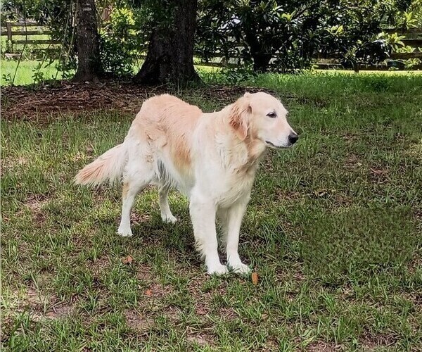 Medium Photo #3  Breeder Profile in HIGH SPRINGS, FL, USA