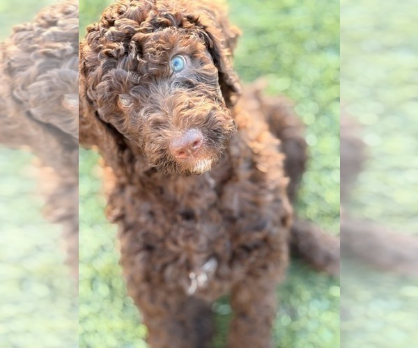 Medium Photo #3  Breeder Profile in APACHE JUNCTION, AZ, USA