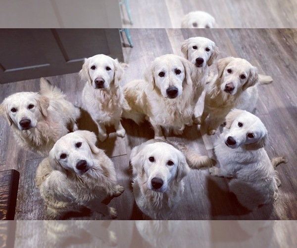 Medium Photo #7  Breeder Profile in URBANA, OH, USA