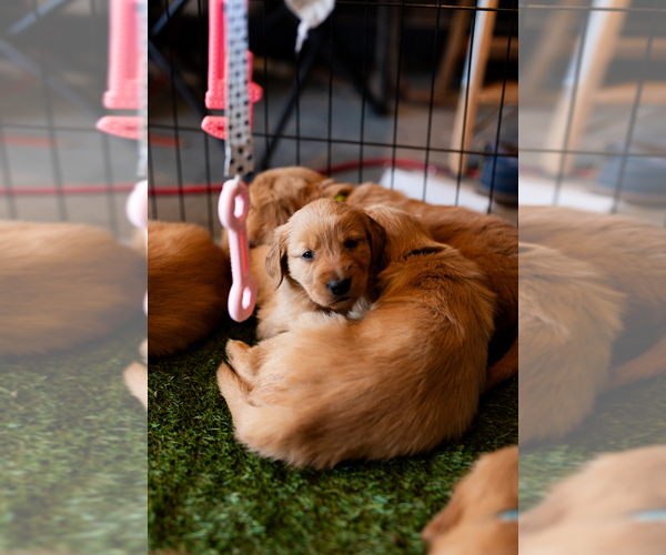Medium Photo #42  Breeder Profile in CHINO VALLEY, AZ, USA