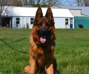 German Shepherd Dog Dog Breeder near MARENGO, IL, USA