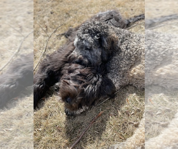 Medium Photo #1  Breeder Profile in ELK RIVER, MN, USA