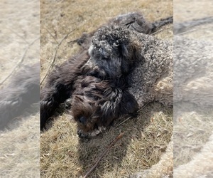 Saint Berdoodle Dog Breeder near ELK RIVER, MN, USA