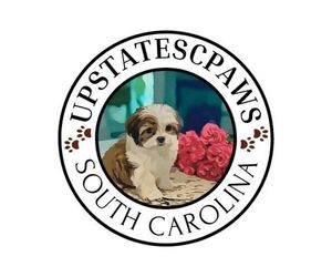 Maltese Dog Breeder near EASLEY, SC, USA