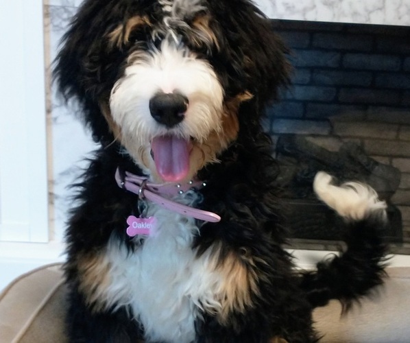 Medium Photo #1  Breeder Profile in NORTH WILKESBORO, NC, USA