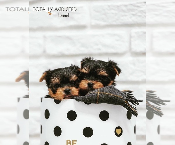 Medium Photo #2  Breeder Profile in SCHAUMBURG, IL, USA