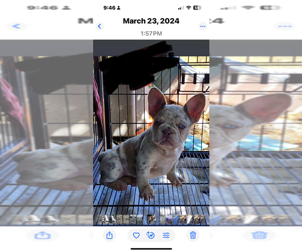 Medium Photo #7  Breeder Profile in MODESTO, CA, USA